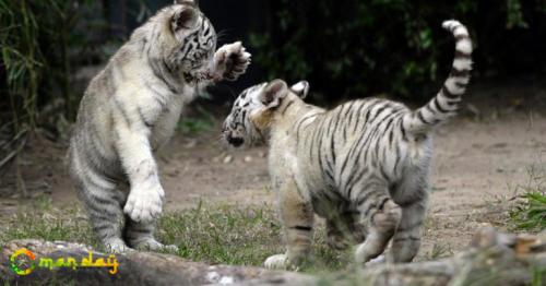 White tiger cubs maul keeper to death in India