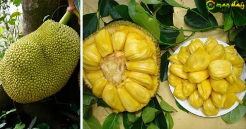 Science Proves Jackfruit is a Powerful Cancer Killer