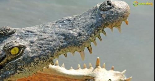 Philippine fisherman eaten in rising croc attacks