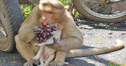 Monkey Adopts Puppy, Defends It From Other Stray Dogs And Gives It Food