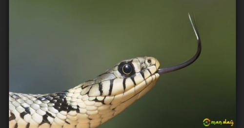 Man Bites Venomous Snake To Death. He Was Drunk.