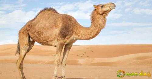 Video: Here’s why camels are special to Oman