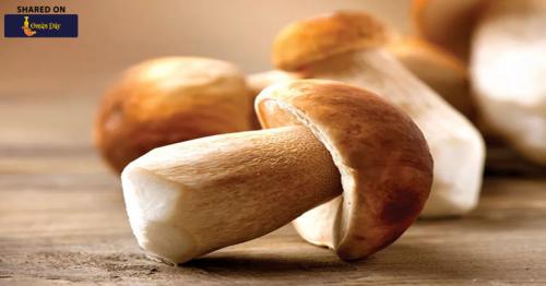 Mushrooms: Gentle on the planet, healthy on the plate