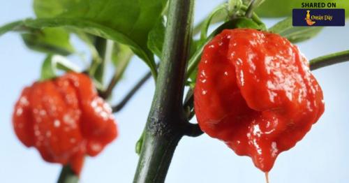 Man in hospital after eating world’s hottest chilli