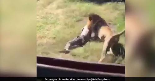 Lion attacks British man at Marakele Predator Park in South Africa