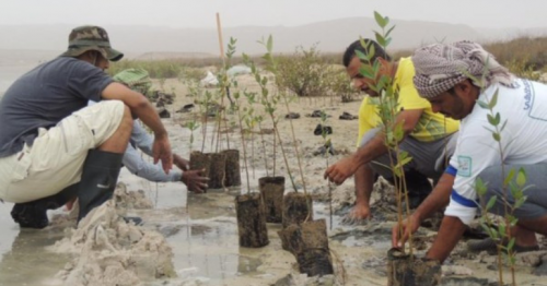 latest oman news, Dhofar news, Mangrove planted in Dhofar, Ministry of Environment and Climate Affairs, Muscat news