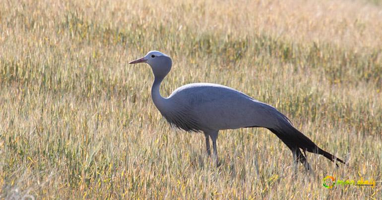 Blue Crane, copyright Sam Woods, from the surfbirds galleries