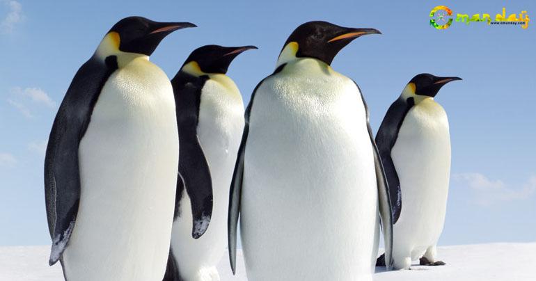 10 Interesting Facts About Penguins