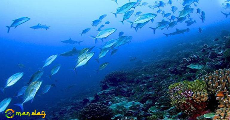 Oman Bans Man-made Coral Reefs  