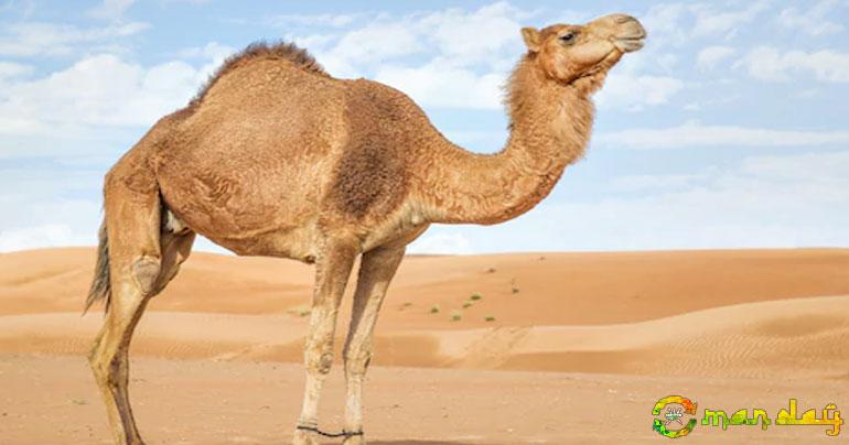 Video: Here’s why camels are special to Oman