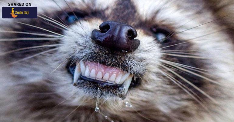 Meet Mr. Bandit Raccoon; The bizzare attack on Ohio resident
