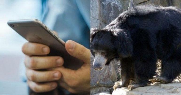 Selfie gone wrong! Man killed while taking selfie with bear in India